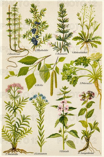 Illustration of medicinal plants