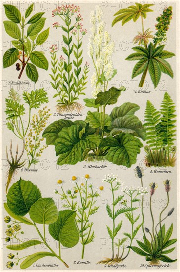 Illustration of medicinal plants