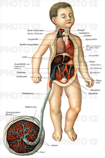 Umbilical cord vessels