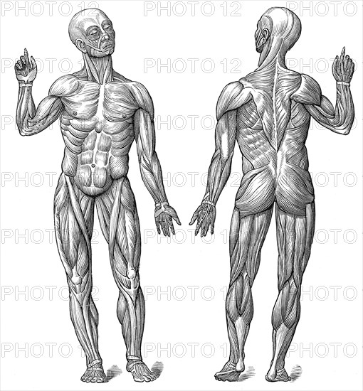 Male superficial muscles