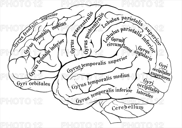 Left hemisphere of human cerebrum