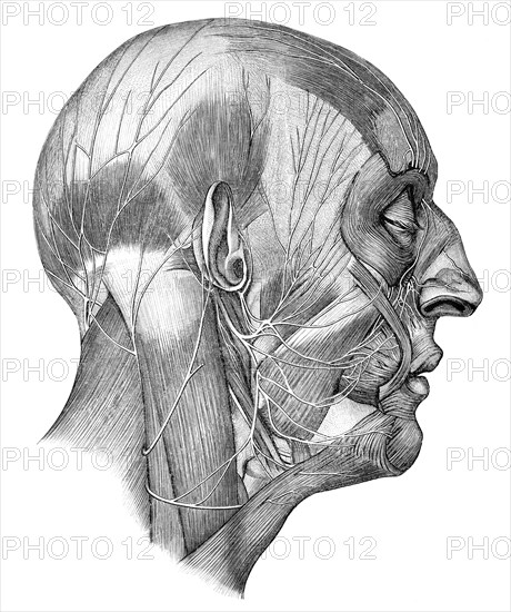 Human head and cranial nerves