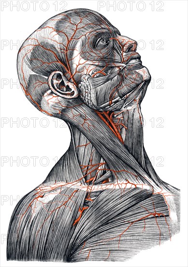 Arteries in head