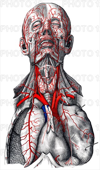 Arteries in head