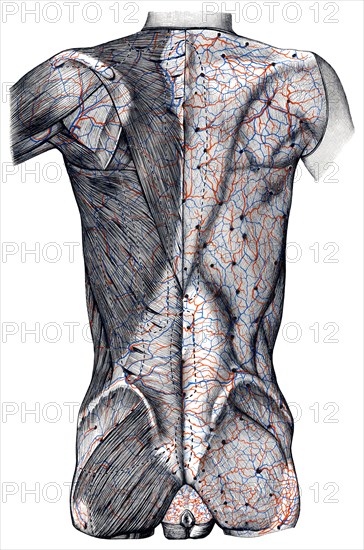 Veins in body