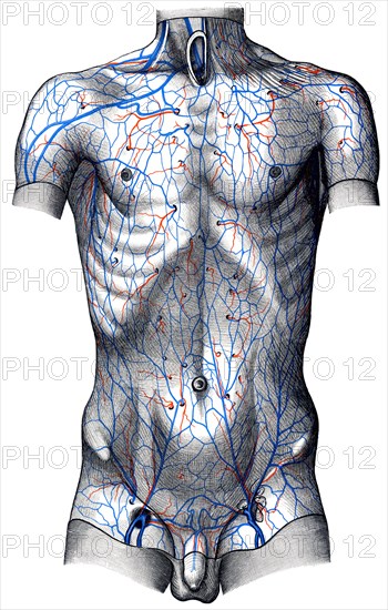 Veins in body