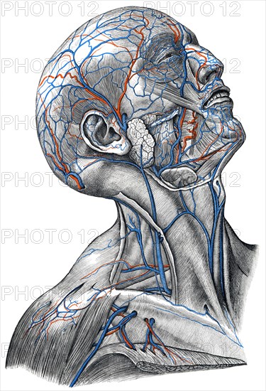 Veins in head