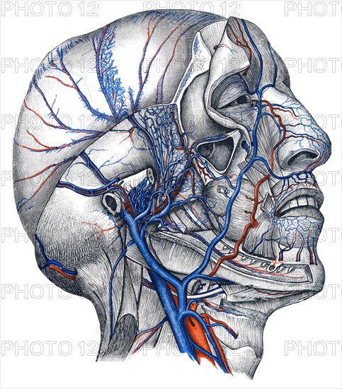 Veins in head