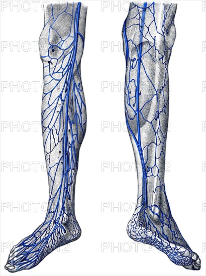 Veins in leg