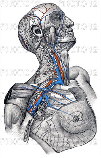 Lymphatics