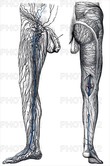 Lymphatics