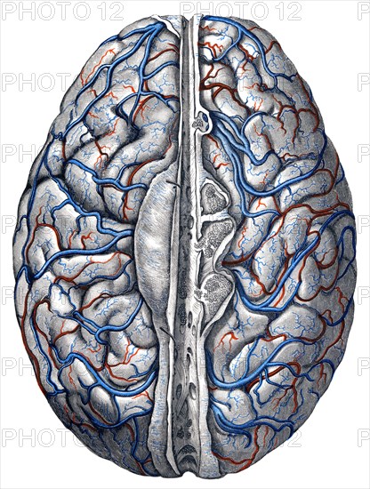 Veins in brain