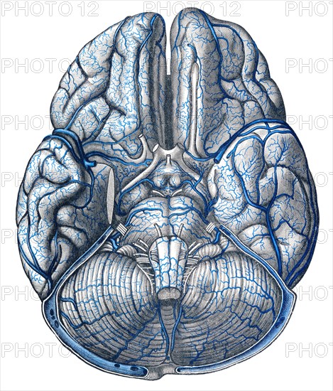 Veins in brain