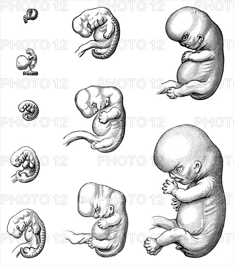 Development of embryo up to 9th week