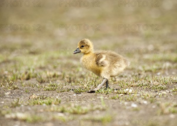 Greylag goose