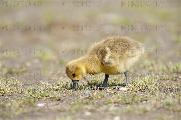 Greylag goose
