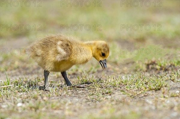 Greylag goose