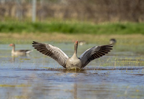 Greylag goose