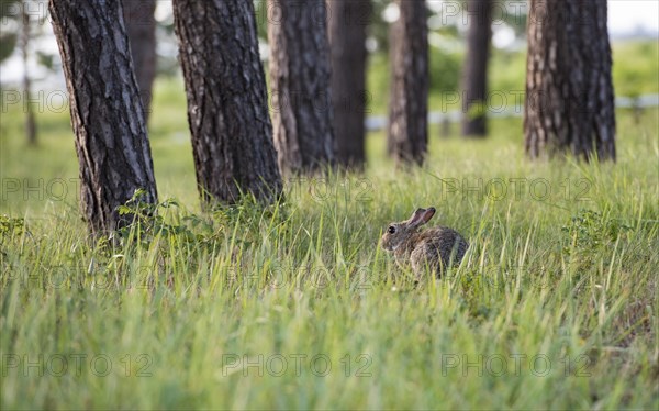 Rabbit