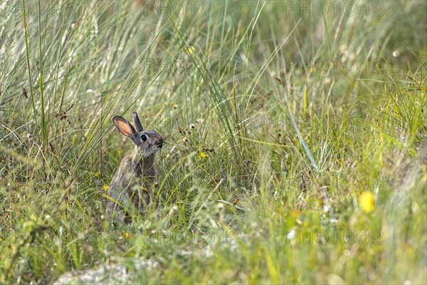 Rabbit