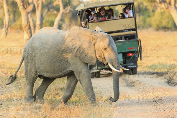 African Elephant