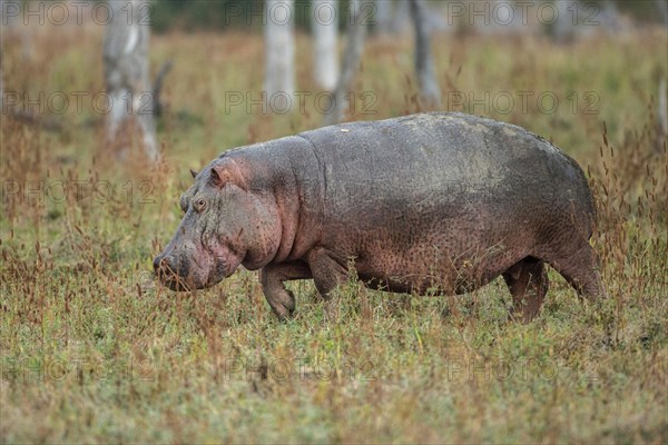 Hippopotamus