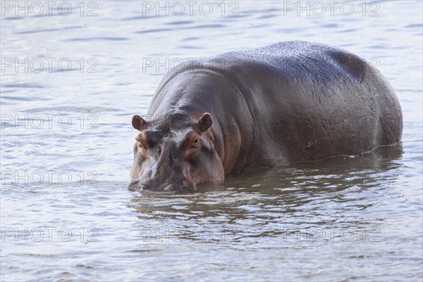 Hippopotamus