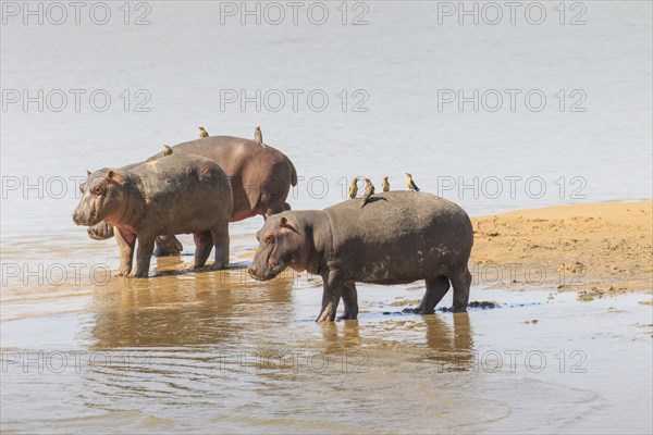 Hippopotamuses