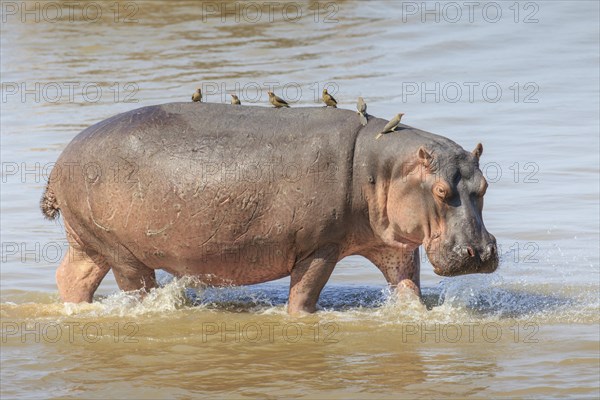 Hippopotamus