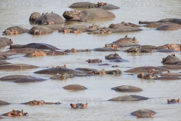 Hippopotamuses