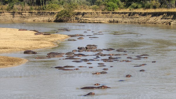 Hippopotamuses