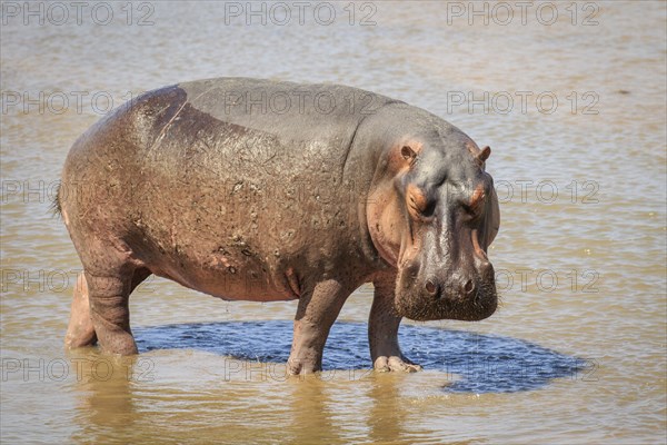 Hippopotamus