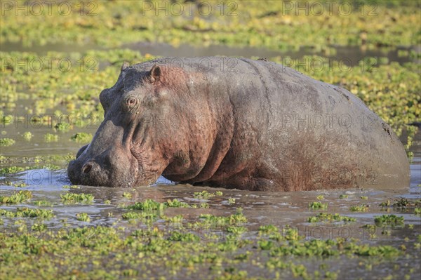 Hippopotamus