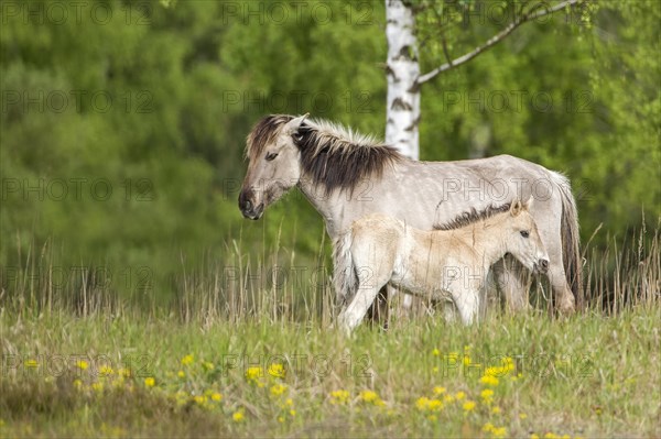 Konik