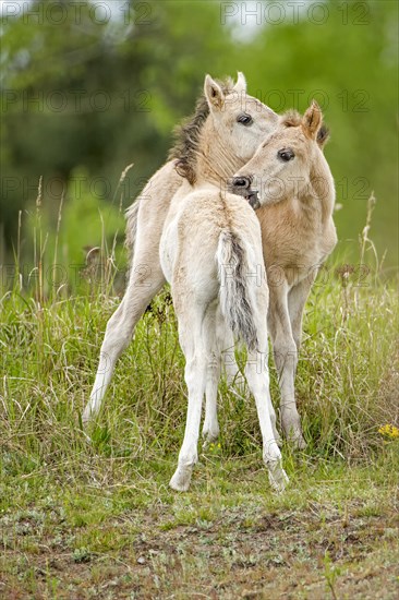 Konik