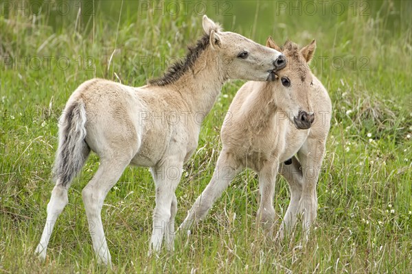 Konik