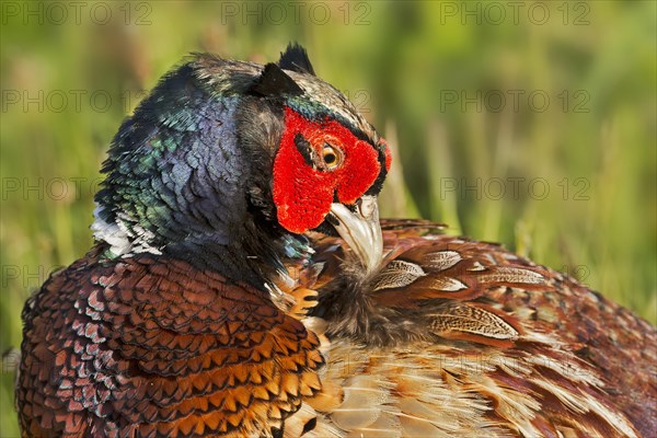 Pheasant