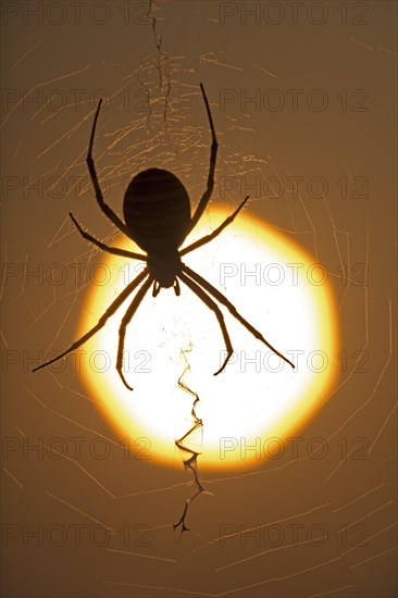 Wasp spider