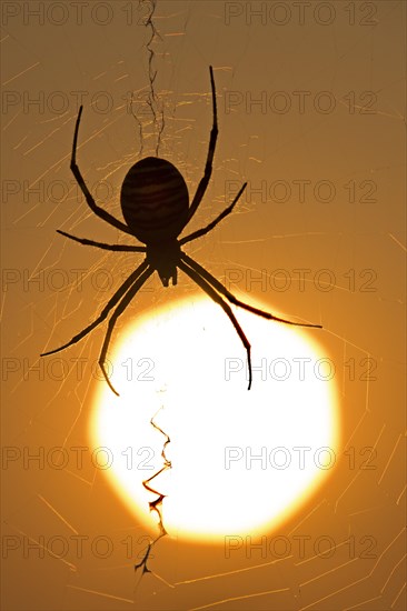Wasp spider