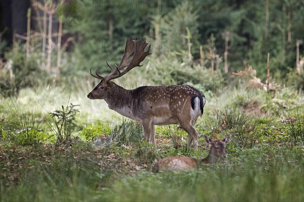 Fallow deer