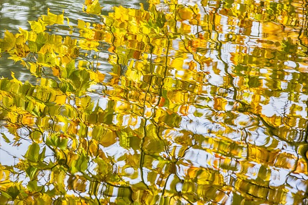 Autumnal tree reflected in water