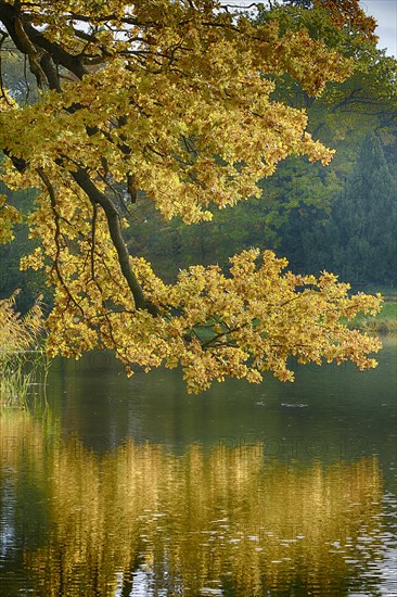 Lake in autumn