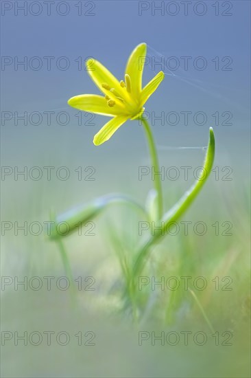 Yellow Star-of-Bethlehem