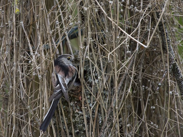 Long-tailed Tit