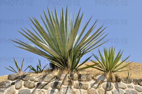 Agaves