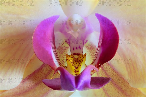 Moth orchid