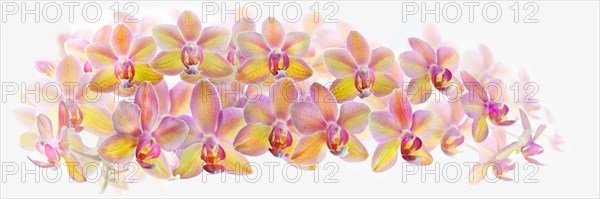 Moth orchid