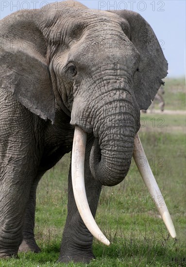 African elephant