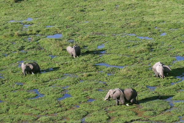 African elephants