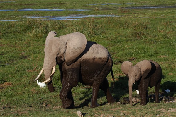 African elephant